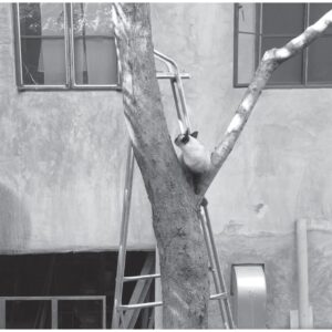 Jedsada-Tangtrakulwong-‘The-Ninth-Life-2019-Single-channel-video-3-minutes-29-seconds.-Image-from-Nova-Contemporary