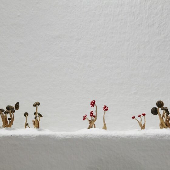 04-Calvin-Pang-_Where-am-I-2017-Dried-white-beech-mushrooms-with-pigment-ink-baking-soda.-Image-from-Artsy