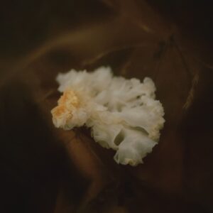 Elizabeth Gabrielle Lee, ‘Xue Mu Er (Snow Fungus)’, 2018, archival print on awagami bunkoshi washi paper, mounted on aluminium, 50.8 × 40.6 cm, eEdition of 5 plus 2 artist's proofs. Image from A.I. Gallery