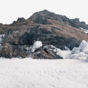Robert Zhao Renhui, 'Peacock Park', 2016, photograph. Image from Prix Elysee