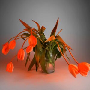Stephanie Syjuco, 'Orange Alert (Fluorescent Orange on White Tulips)', 2019, archival pigment print on Hannemuhl Baryta, 60.7 x 76.3 cm. Image from the artist's website