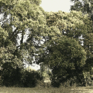 Vandy-Rattana-'Monologue'-2015-HD-16:9-color-sound-Image-from-Artsy