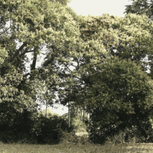 Vandy Rattana feature photo